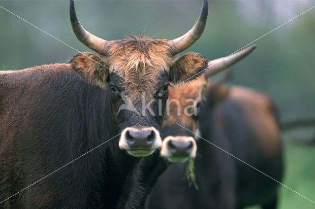 Heckrund (Bos taurus spp)