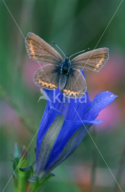 Silver Studded Blue (Plebejus argus)