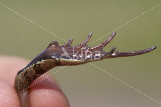 Heikikker (Rana arvalis)