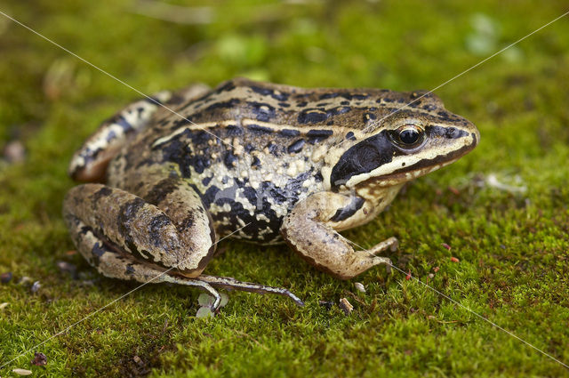 Heikikker (Rana arvalis)