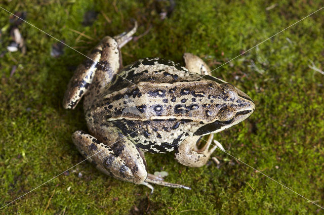 Heikikker (Rana arvalis)