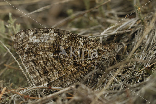 Heivlinder (Hipparchia semele)