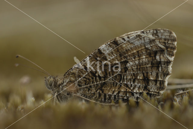 Heivlinder (Hipparchia semele)