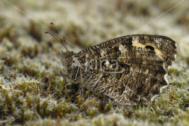 Heivlinder (Hipparchia semele)