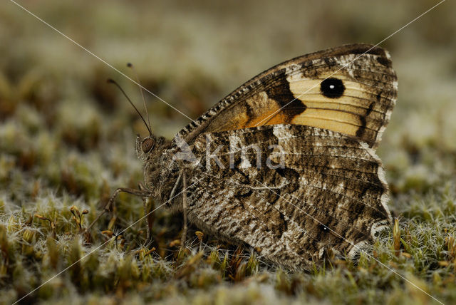 Heivlinder (Hipparchia semele)