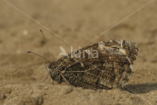 Heivlinder (Hipparchia semele)