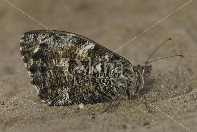 Grayling (Hipparchia semele)