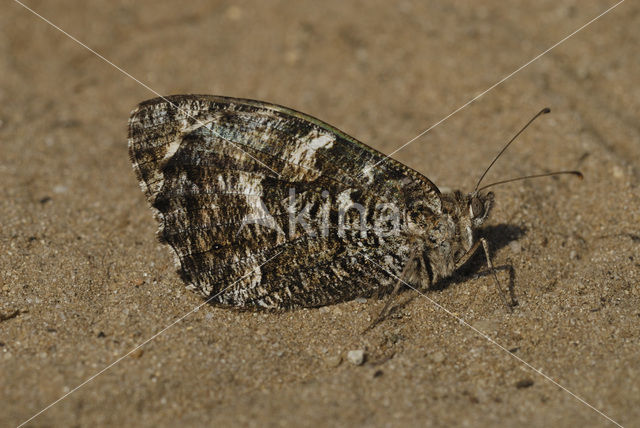 Heivlinder (Hipparchia semele)