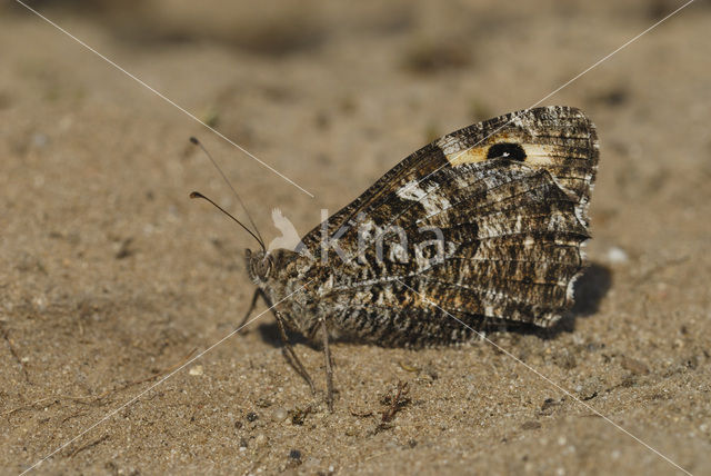 Grayling (Hipparchia semele)