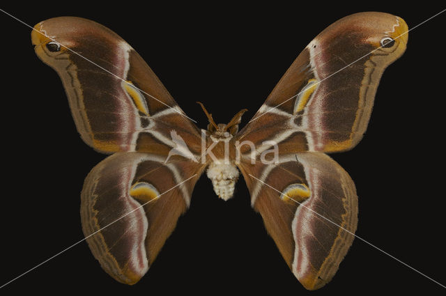 Ailanthus silkmoth (Samia cynthia ricini)