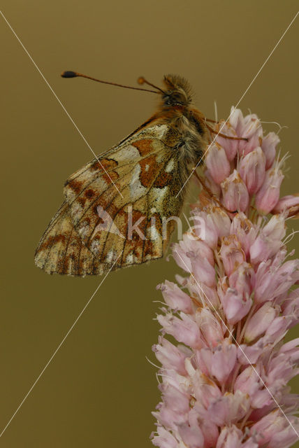 Herdersparelmoervlinder (Boloria pales)