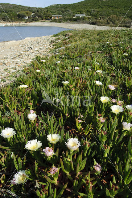 Hottentotvijg (Carpobrotus edulis)