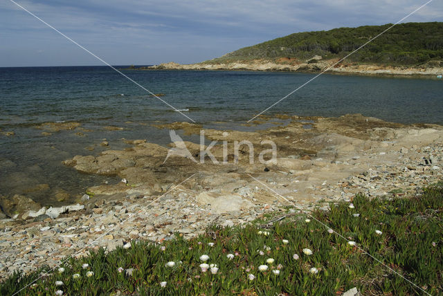 Hottentotvijg (Carpobrotus edulis)