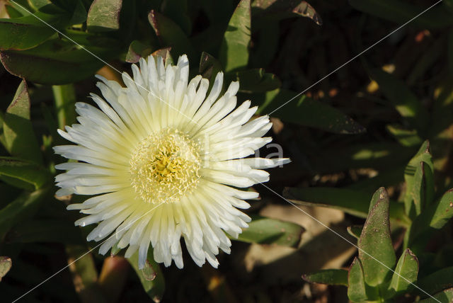 Hottentot fig (Carpobrotus edulis)