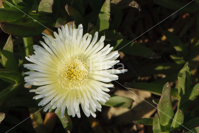 Hottentotvijg (Carpobrotus edulis)