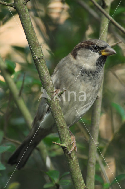 Huismus (Passer domesticus)