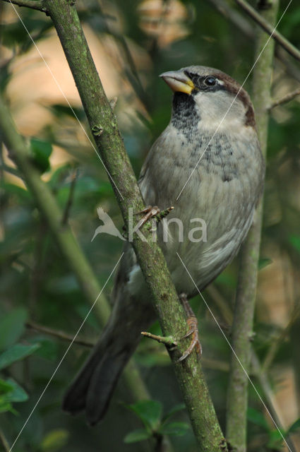 House Sparrow (Passer domesticus)