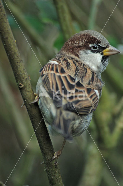 Huismus (Passer domesticus)