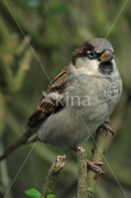 House Sparrow (Passer domesticus)