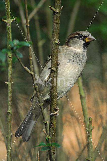 House Sparrow (Passer domesticus)