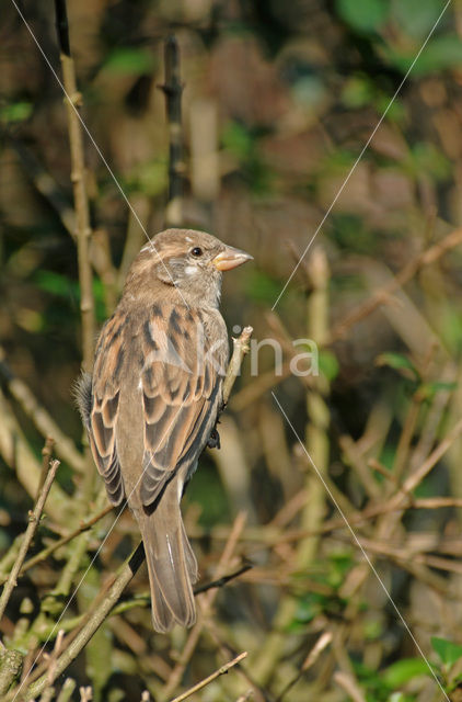 Huismus (Passer domesticus)