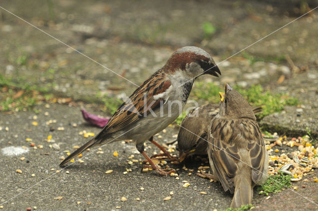 Huismus (Passer domesticus)