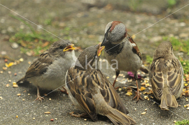 Huismus (Passer domesticus)