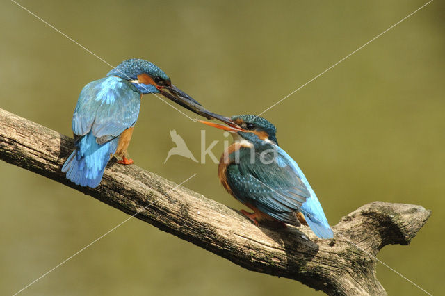 Kingfisher (Alcedo atthis)