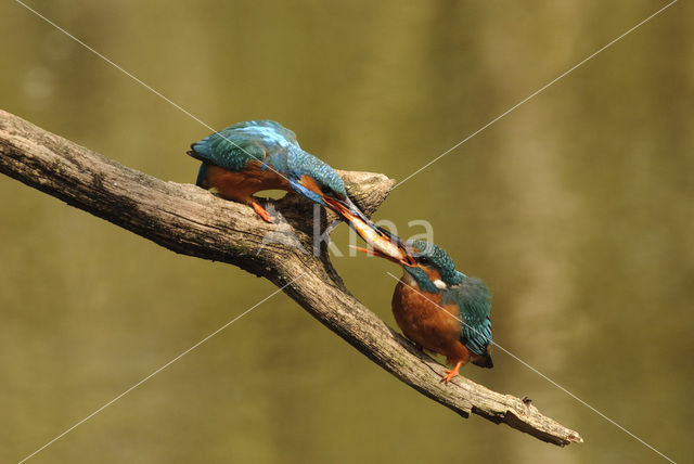 Kingfisher (Alcedo atthis)