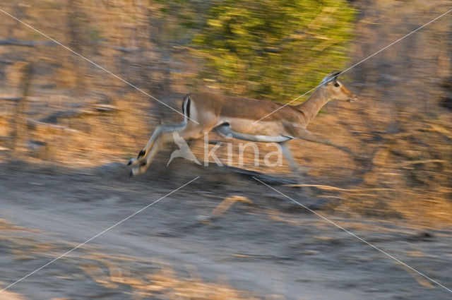 Impala