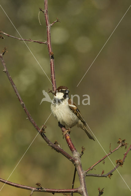 Italian Sparrow (Passer domesticus italiae)