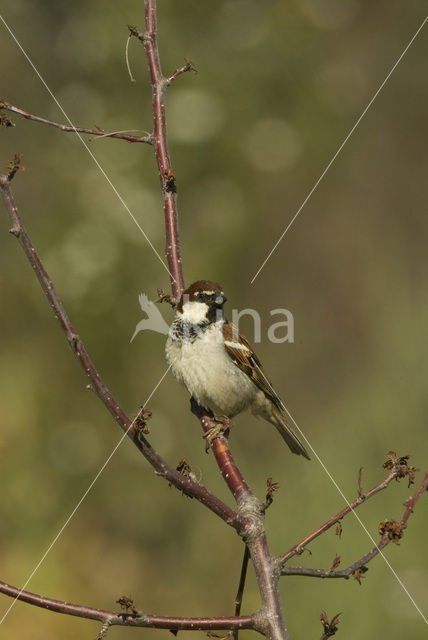 Italiaanse huismus (Passer domesticus italiae)