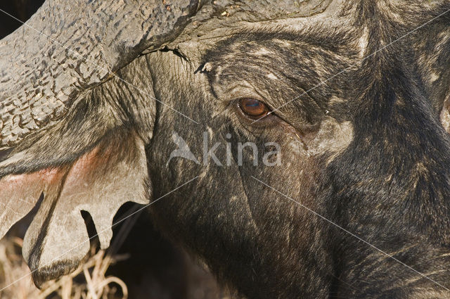 Cape buffalo (Syncerus caffer)