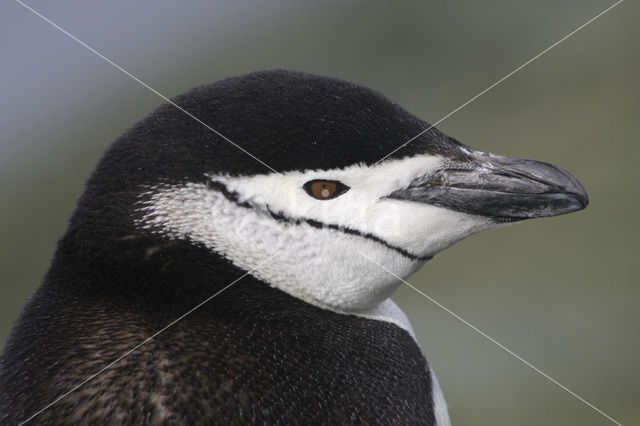 Bearded penguin