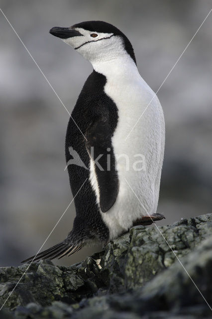 Bearded penguin
