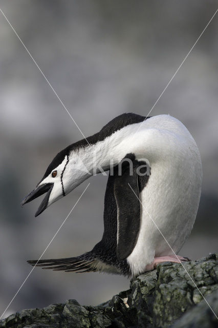 Bearded penguin