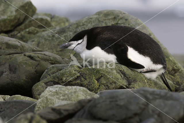 Bearded penguin