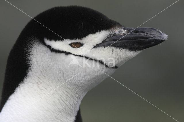 Bearded penguin