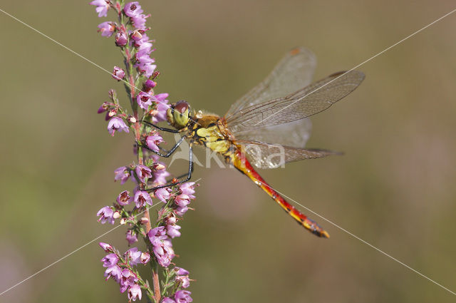 Eurasian red dragonfly (Sympetrum depressiusculum)