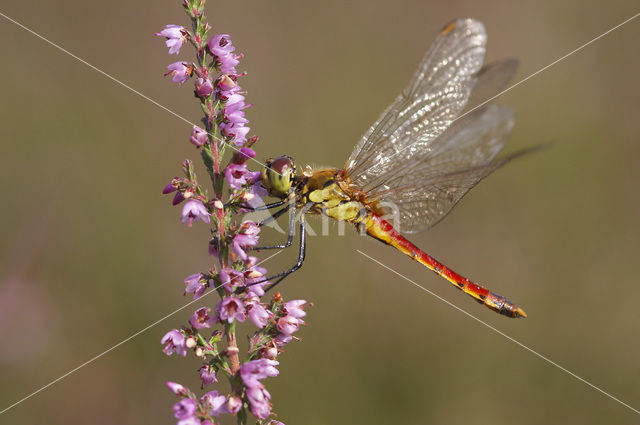 Kempense heidelibel (Sympetrum depressiusculum)