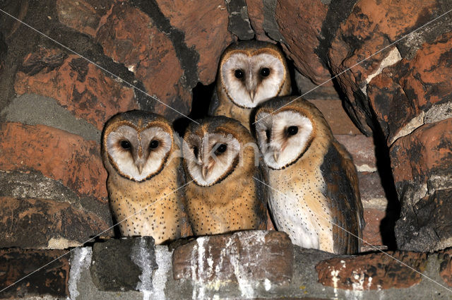 Barn Owl (Tyto alba)