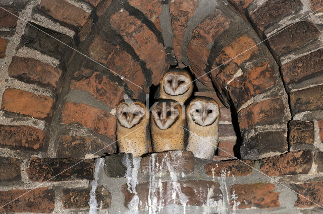 Barn Owl (Tyto alba)