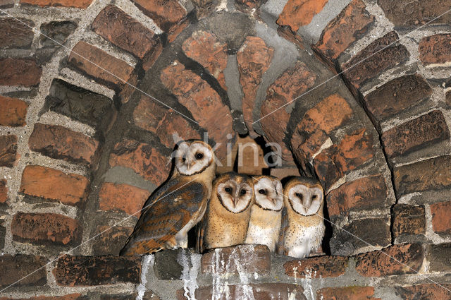 Barn Owl (Tyto alba)