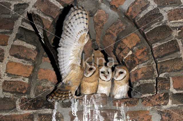 Barn Owl (Tyto alba)