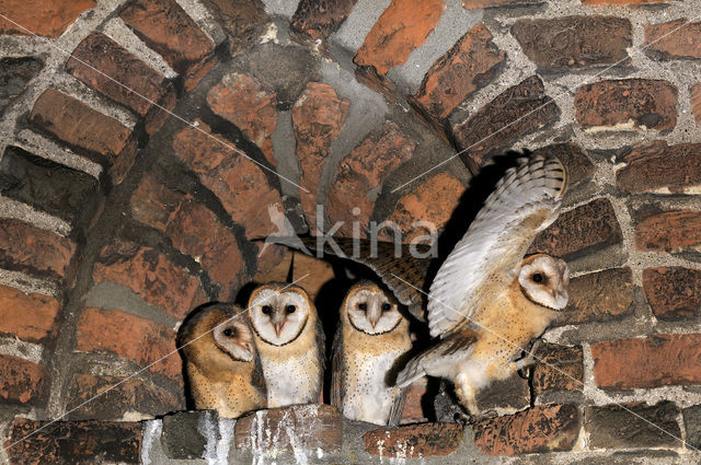 Barn Owl (Tyto alba)