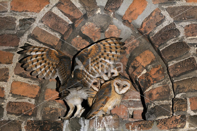 Kerkuil (Tyto alba)