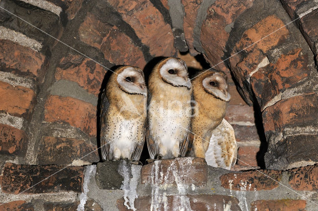 Barn Owl (Tyto alba)