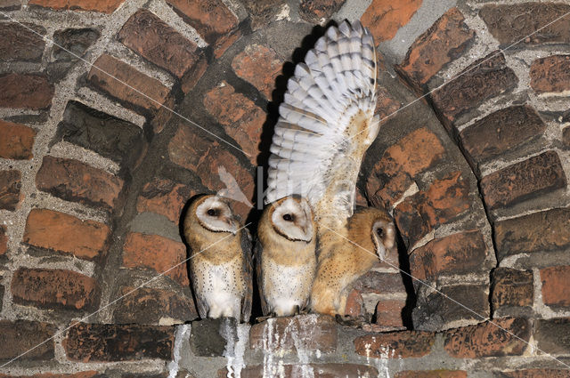 Kerkuil (Tyto alba)
