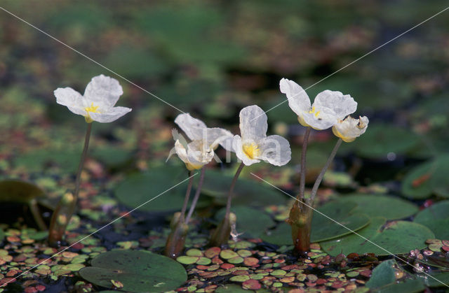 Kikkerbeet (Hydrocharis morsus-ranae)