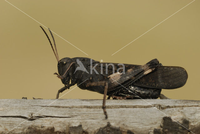 Klappersprinkhaan (Psophus stridulus)